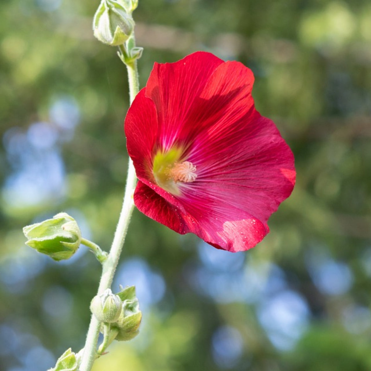 Halo Red Hollyhock Seeds - Alcea Rosea Seeds, 20 seeds