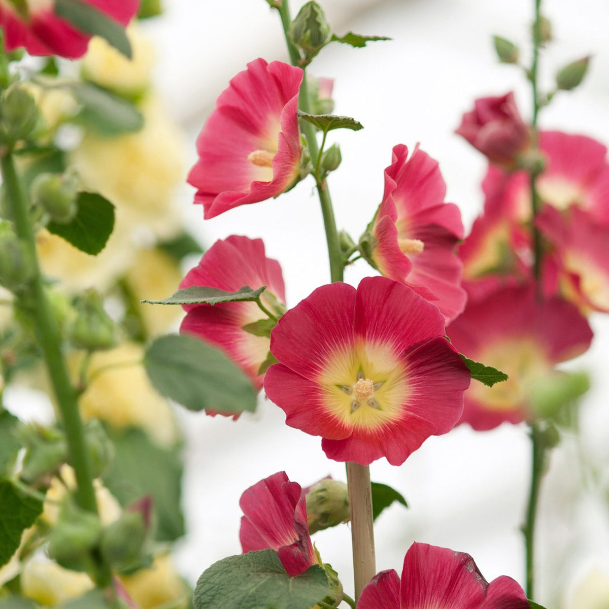 Halo Red Hollyhock Seeds - Alcea Rosea Seeds, 20 seeds