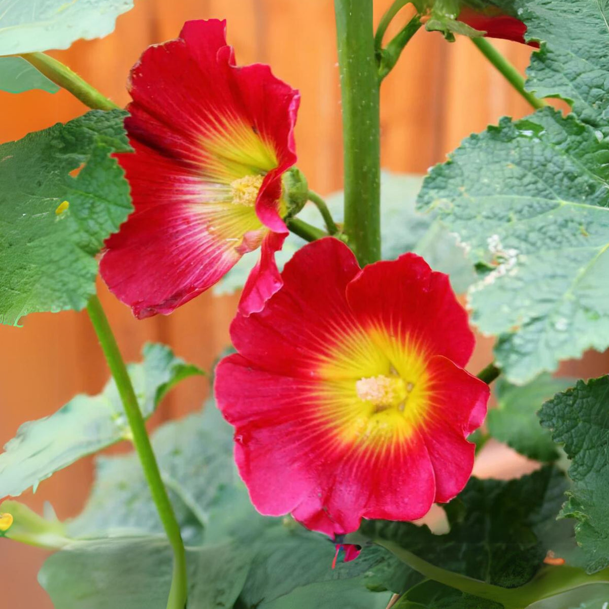 Halo Red Hollyhock Seeds - Alcea Rosea Seeds, 20 seeds