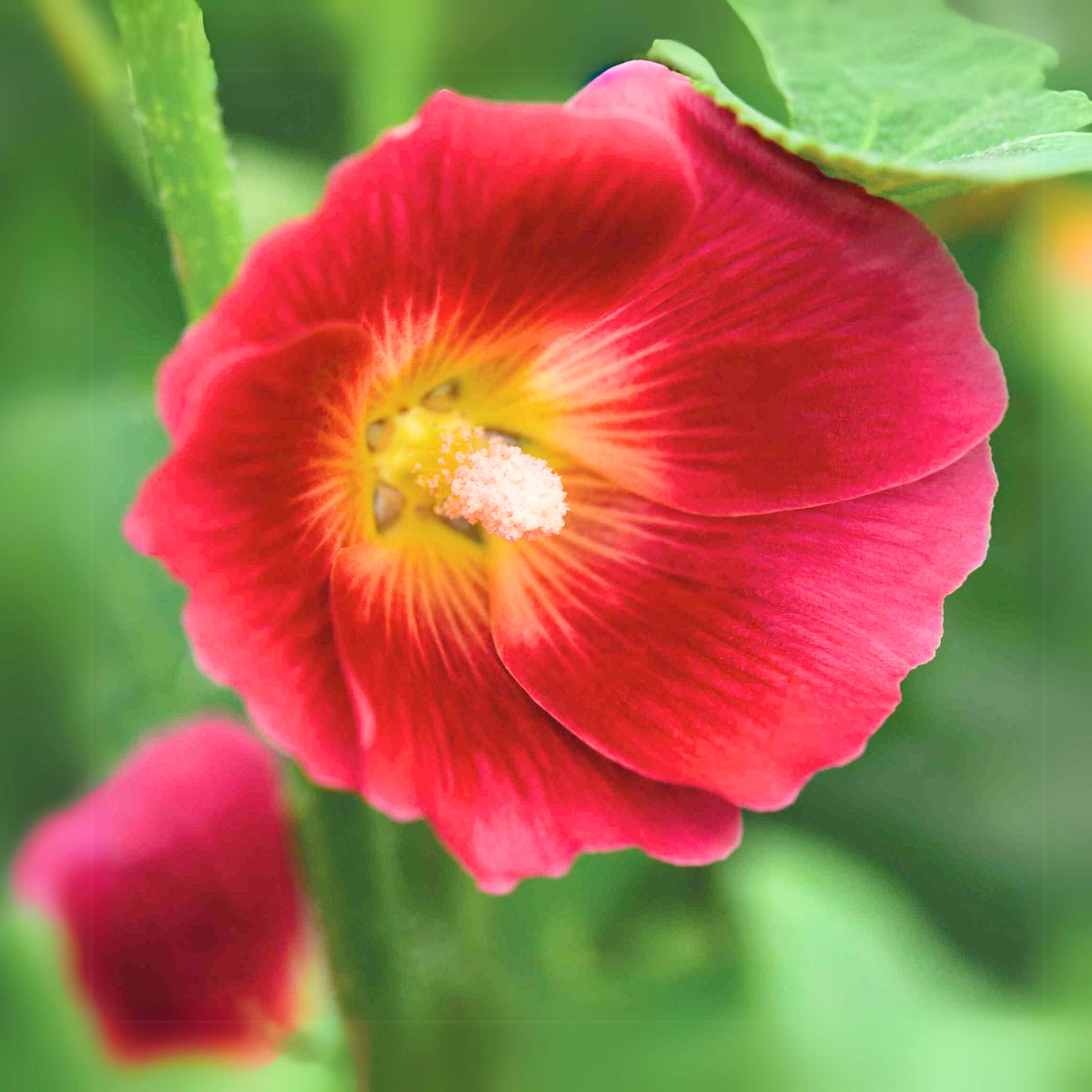 Halo Red Hollyhock Seeds - Alcea Rosea Seeds, 20 seeds