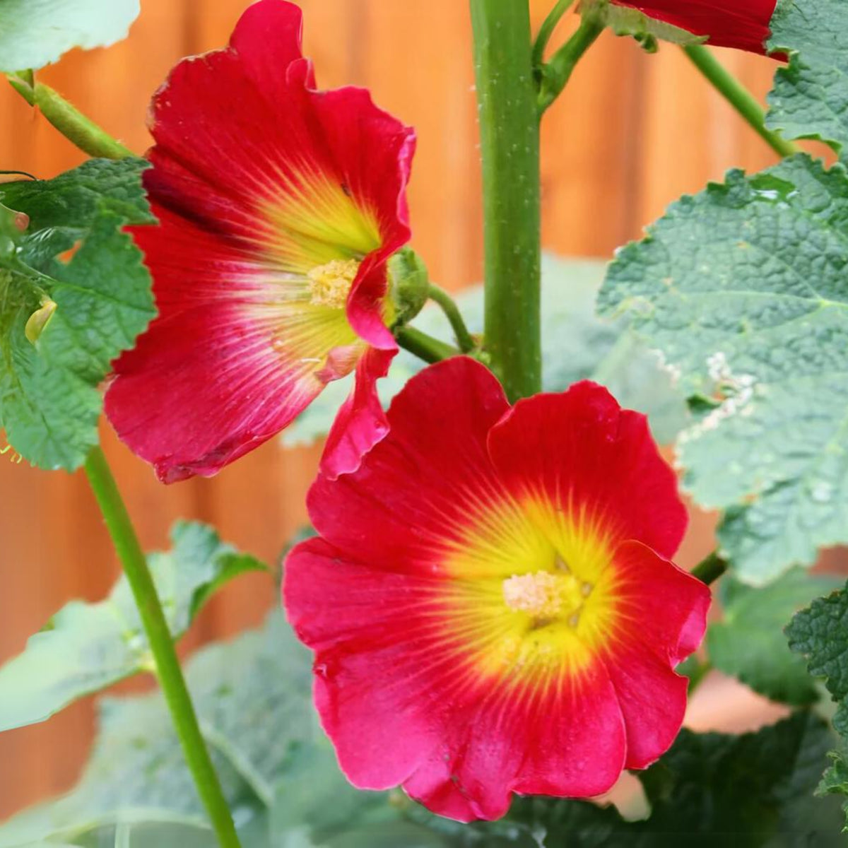 Halo Red Hollyhock Seeds - Alcea Rosea Seeds, 20 seeds
