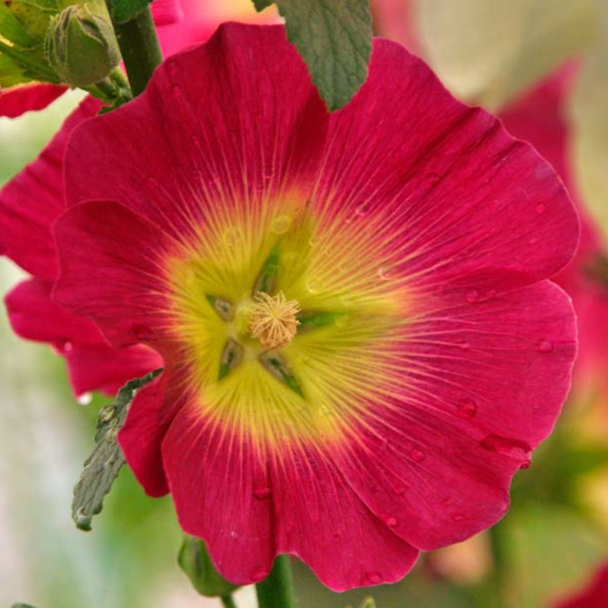 Halo Red Hollyhock Seeds - Alcea Rosea Seeds, 20 seeds
