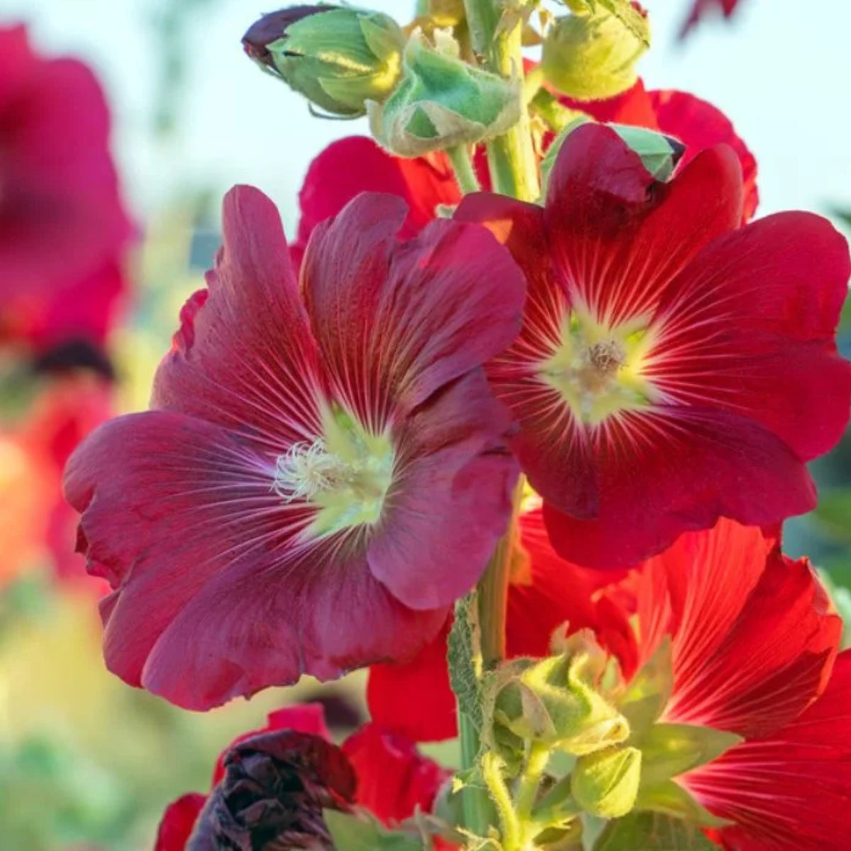 Halo Red Hollyhock Seeds - Alcea Rosea Seeds, 20 seeds