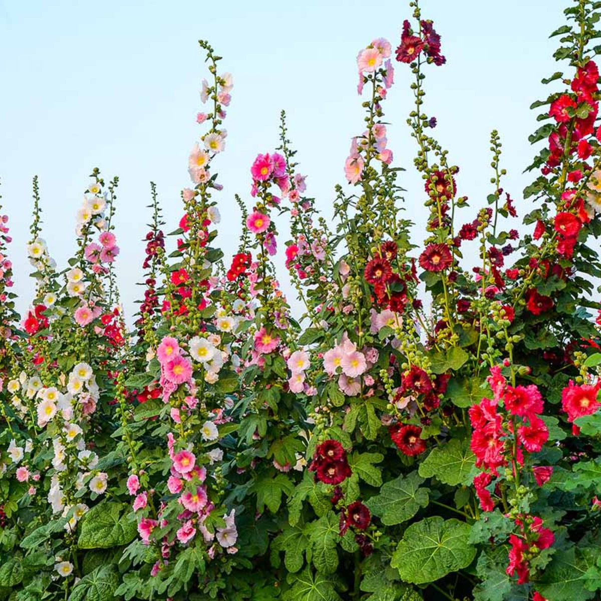 Halo Red Hollyhock Seeds - Alcea Rosea Seeds, 20 seeds