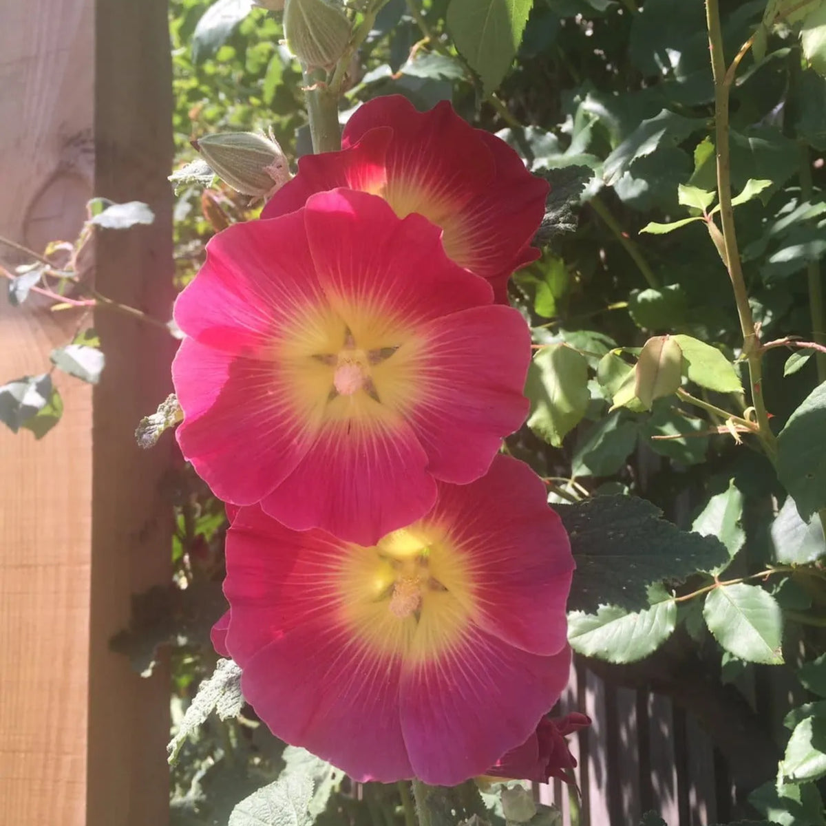 Halo Red Hollyhock Seeds - Alcea Rosea Seeds, 20 seeds
