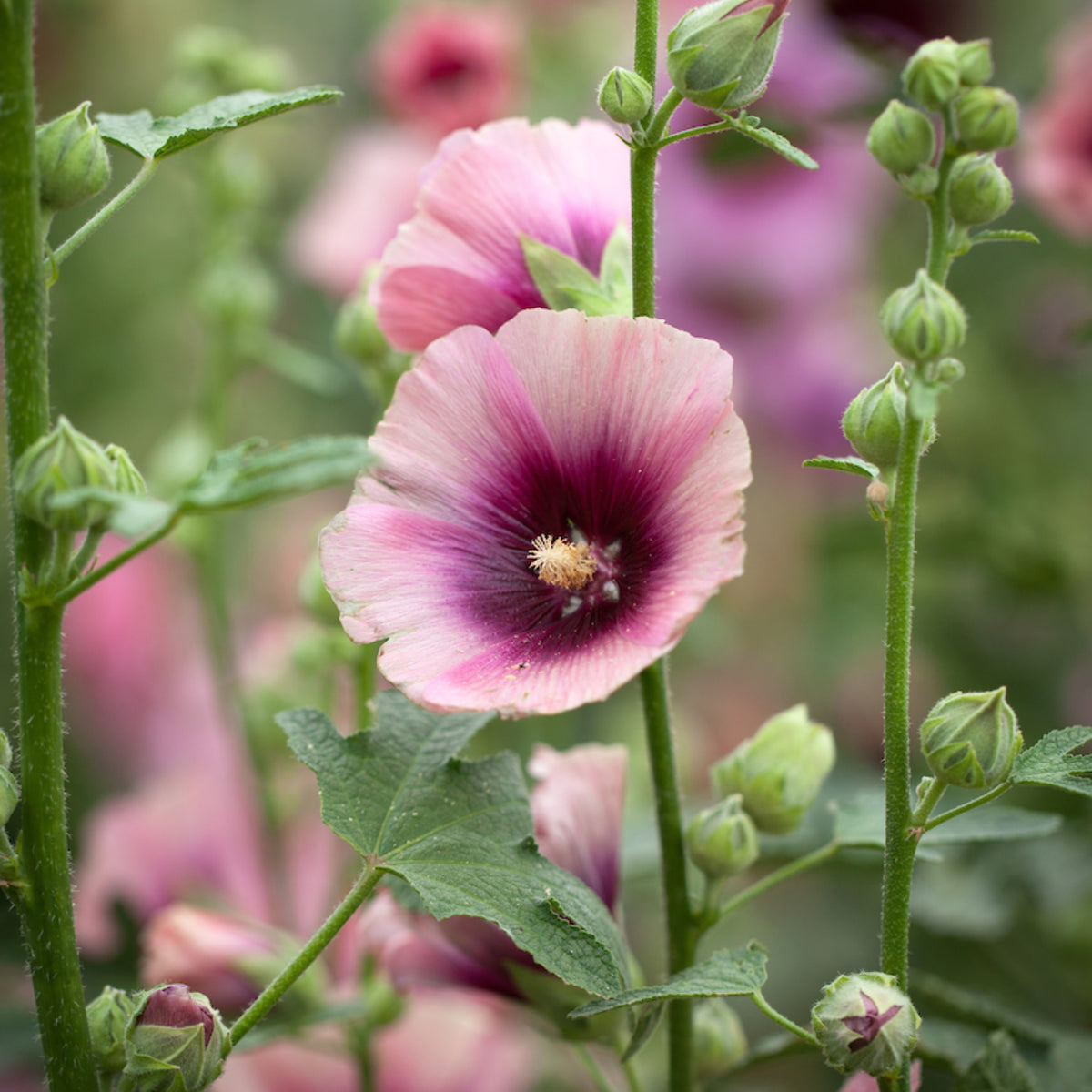 Halo Apricot Hollyhock Seeds - Alcea Rosea Seeds, 20 seeds