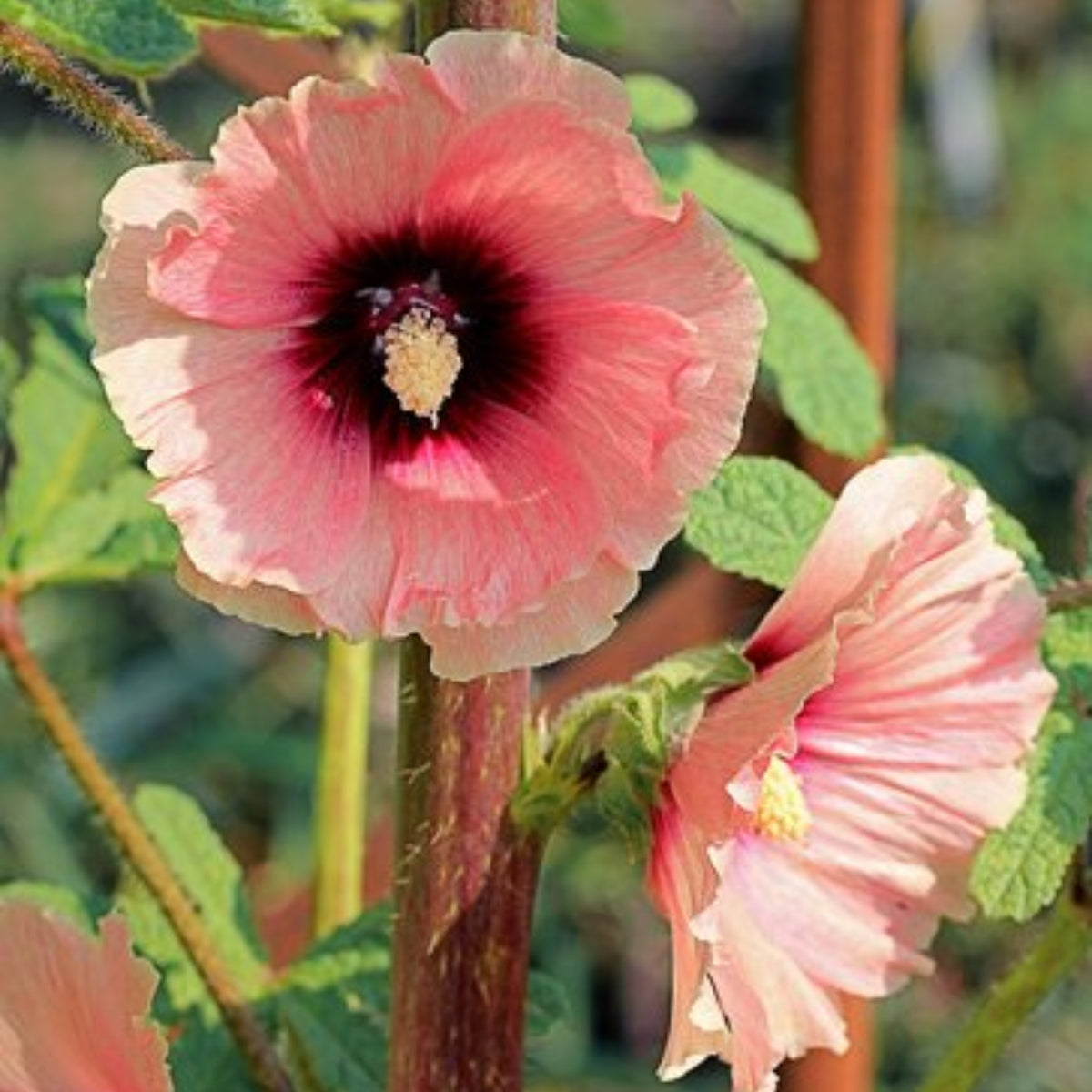 Halo Apricot Hollyhock Seeds - Alcea Rosea Seeds, 20 seeds