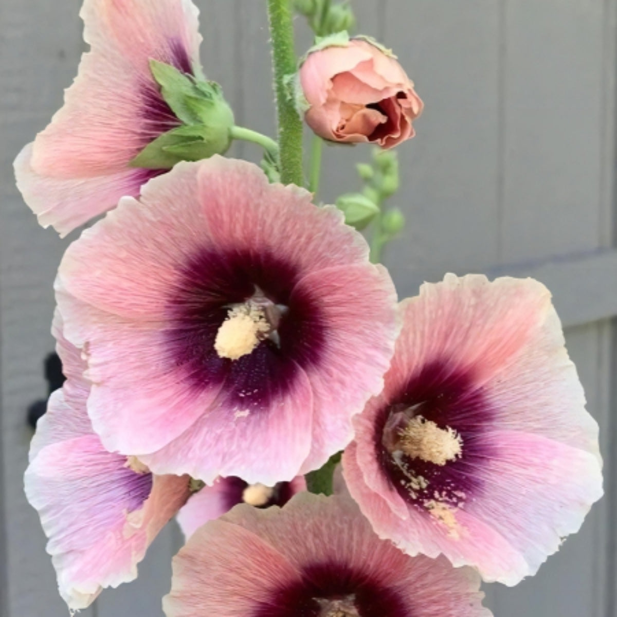 Halo Apricot Hollyhock Seeds - Alcea Rosea Seeds, 20 seeds