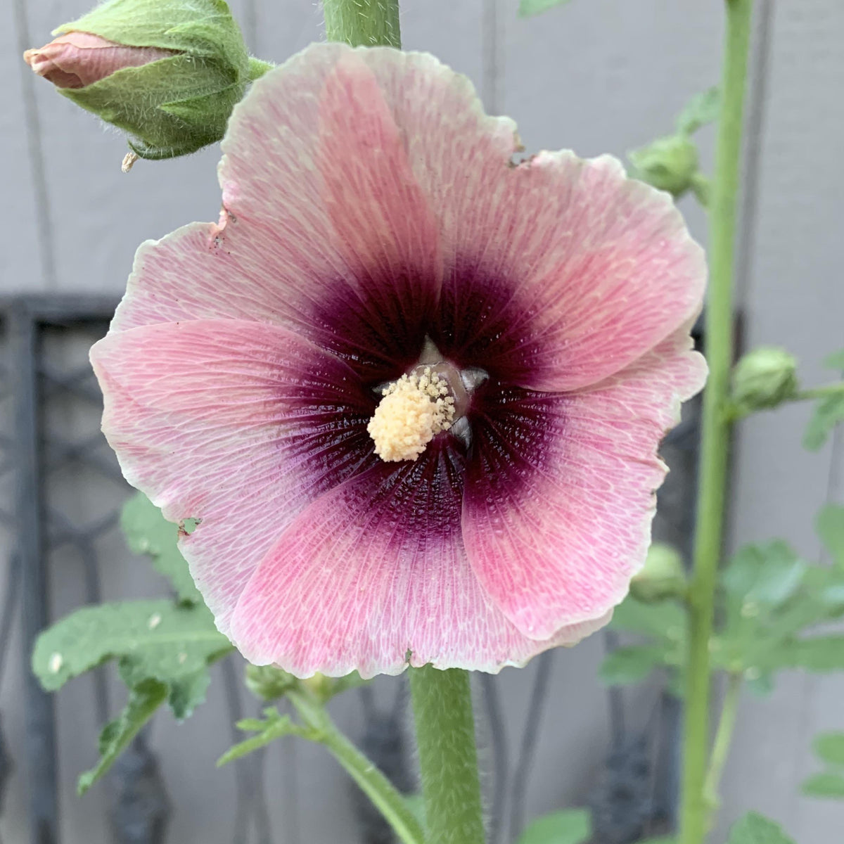 Halo Apricot Hollyhock Seeds - Alcea Rosea Seeds, 20 seeds