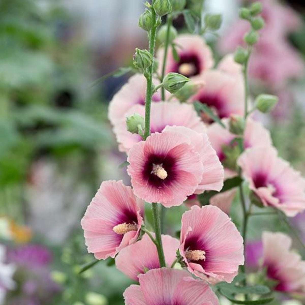 Halo Apricot Hollyhock Seeds - Alcea Rosea Seeds, 20 seeds