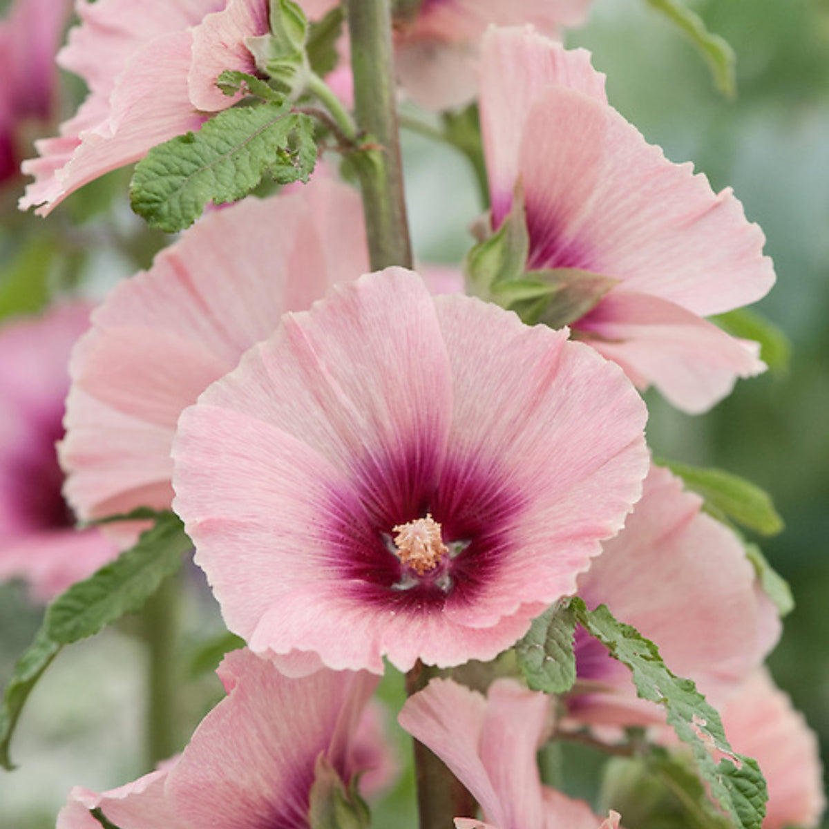 Halo Apricot Hollyhock Seeds - Alcea Rosea Seeds, 20 seeds