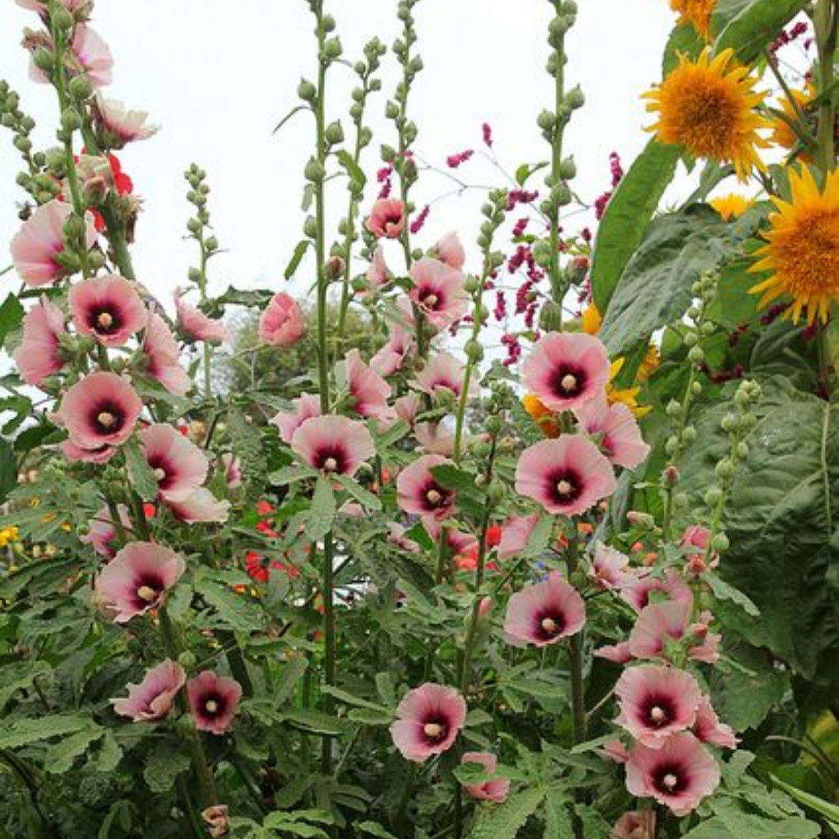 Halo Apricot Hollyhock Seeds - Alcea Rosea Seeds, 20 seeds