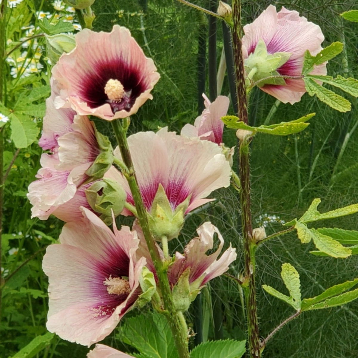 Halo Apricot Hollyhock Seeds - Alcea Rosea Seeds, 20 seeds