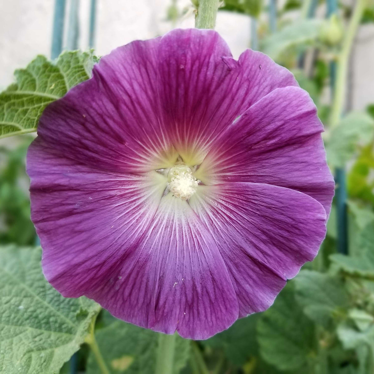 Halo Lavender Hollyhock Seeds - Alcea Rosea Seeds, 20 seeds