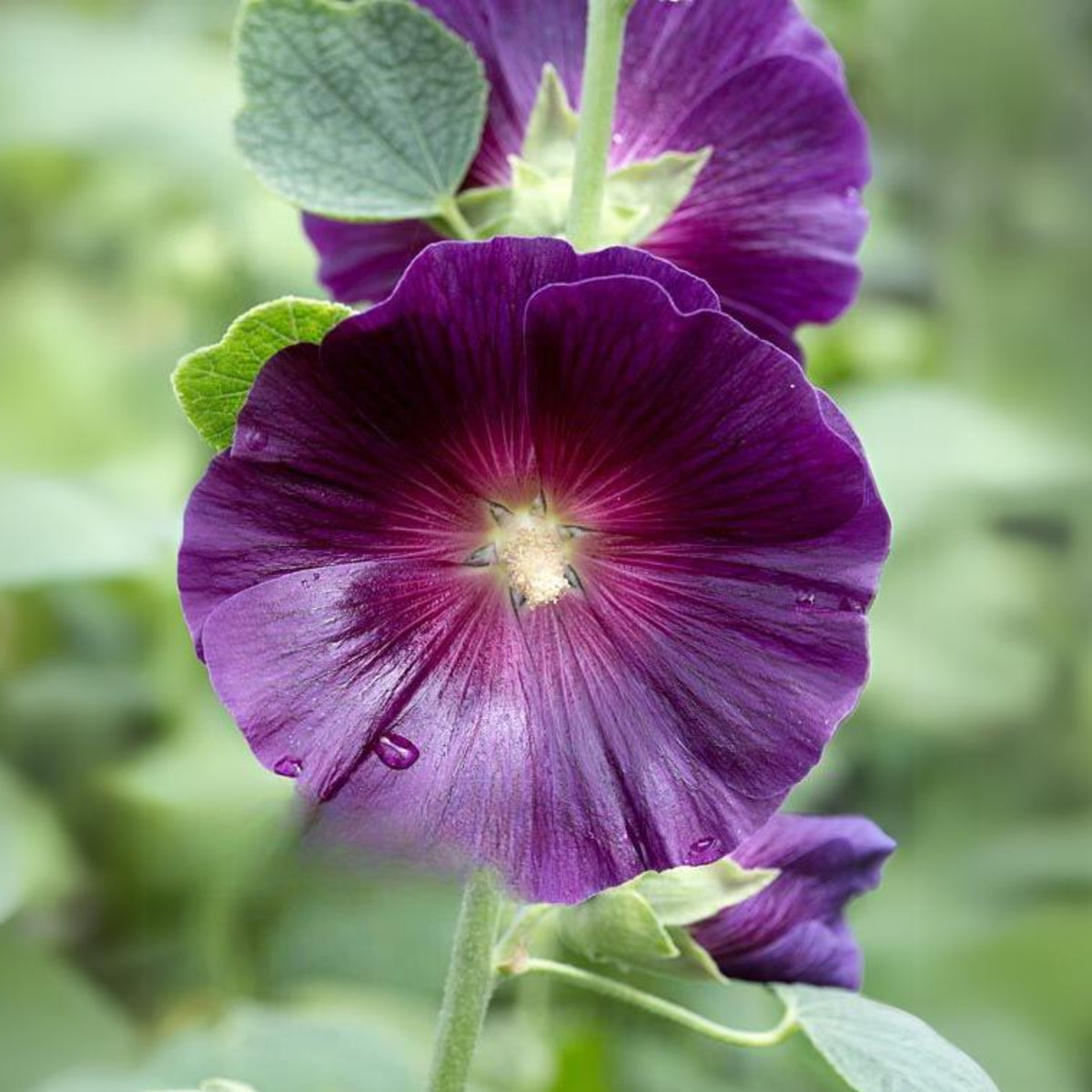 Halo Lavender Hollyhock Seeds - Alcea Rosea Seeds, 20 seeds