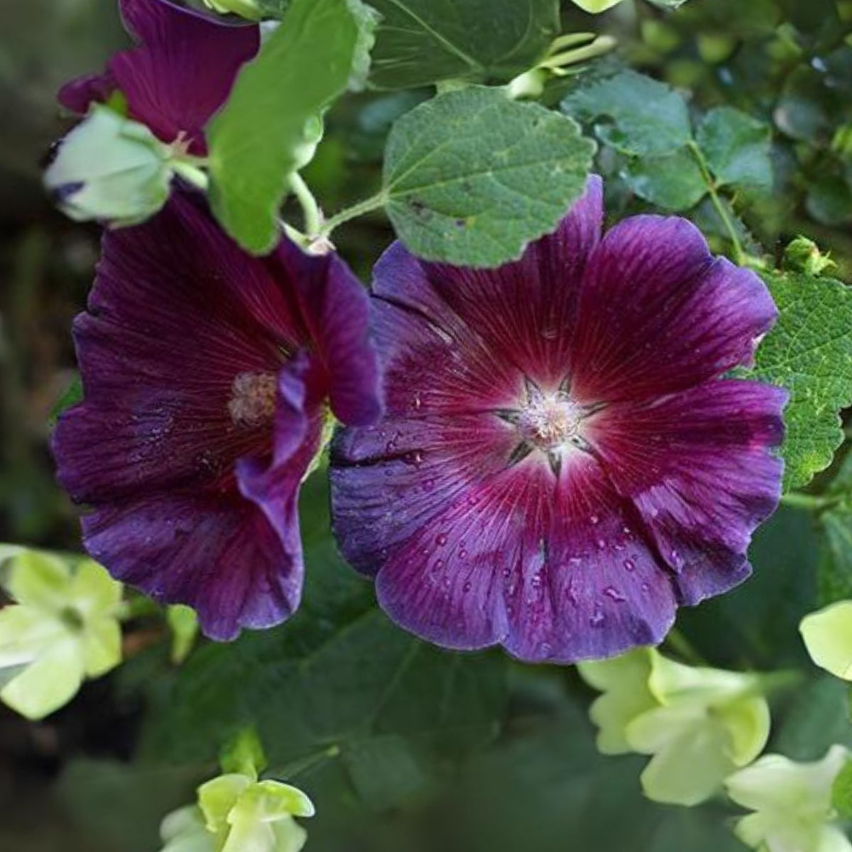 Halo Lavender Hollyhock Seeds - Alcea Rosea Seeds, 20 seeds