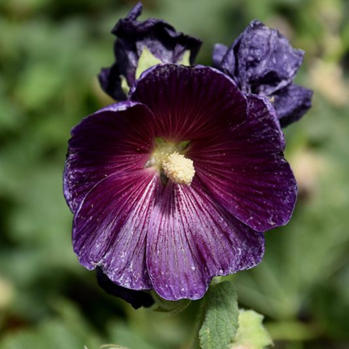 Halo Lavender Hollyhock Seeds - Alcea Rosea Seeds, 20 seeds