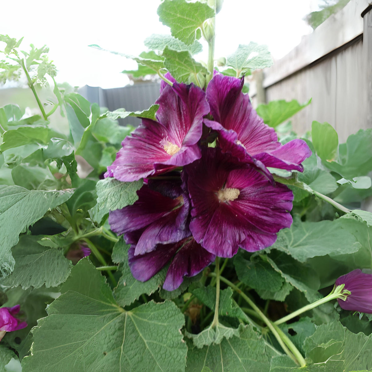 Halo Lavender Hollyhock Seeds - Alcea Rosea Seeds, 20 seeds