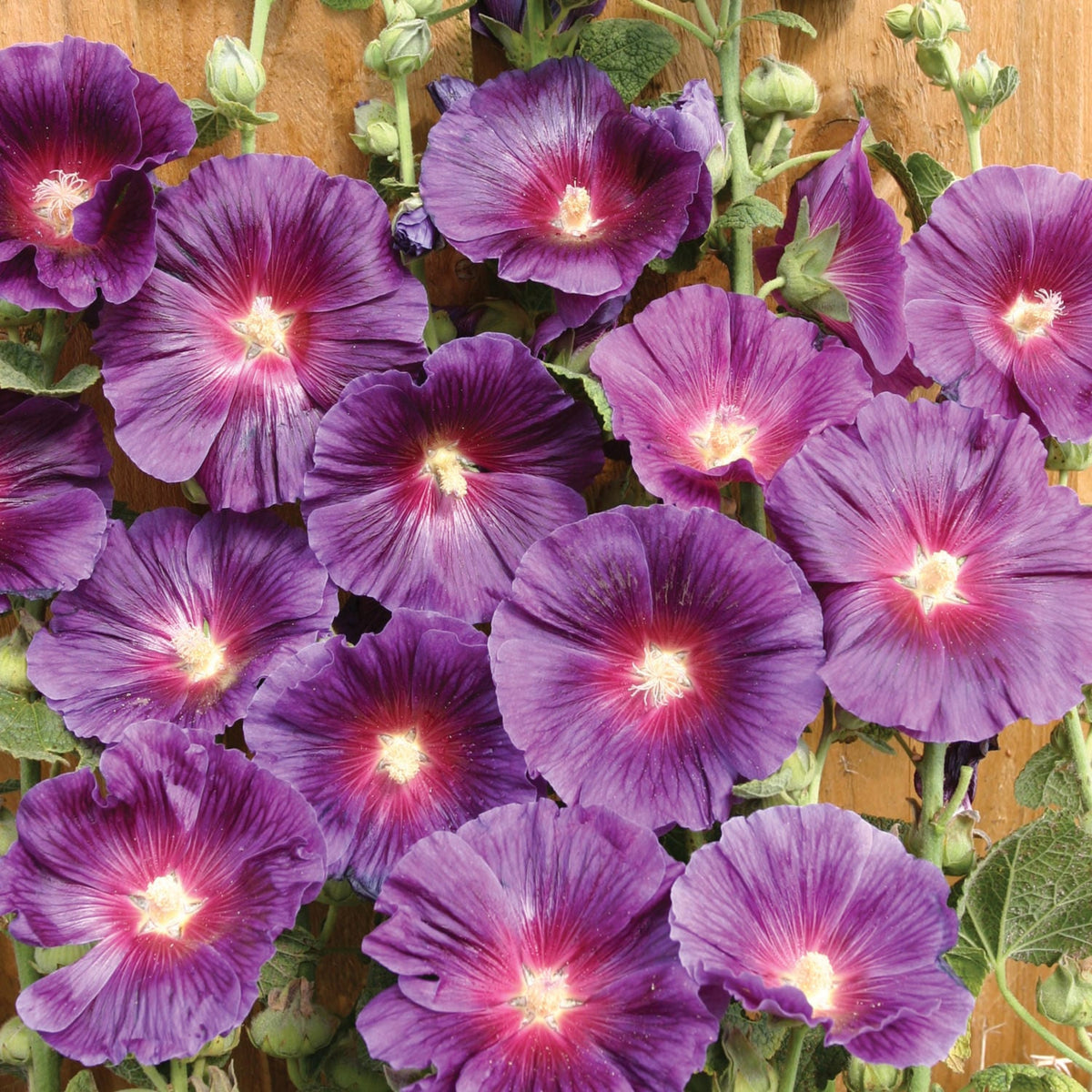 Halo Lavender Hollyhock Seeds - Alcea Rosea Seeds, 20 seeds