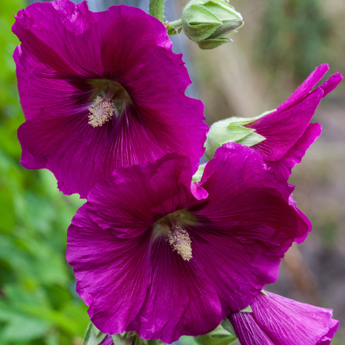 Halo Lavender Hollyhock Seeds - Alcea Rosea Seeds, 20 seeds
