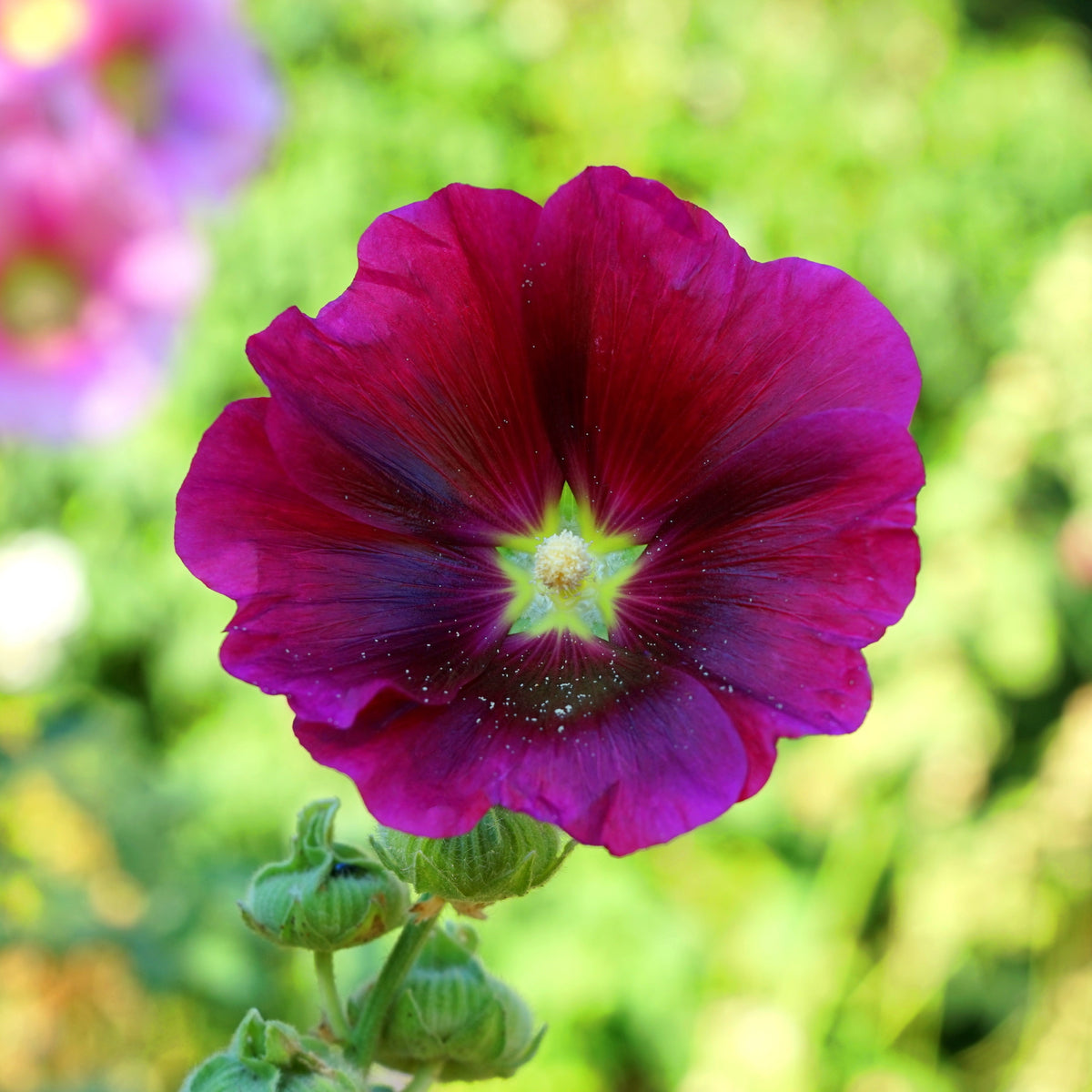 Halo Lavender Hollyhock Seeds - Alcea Rosea Seeds, 20 seeds