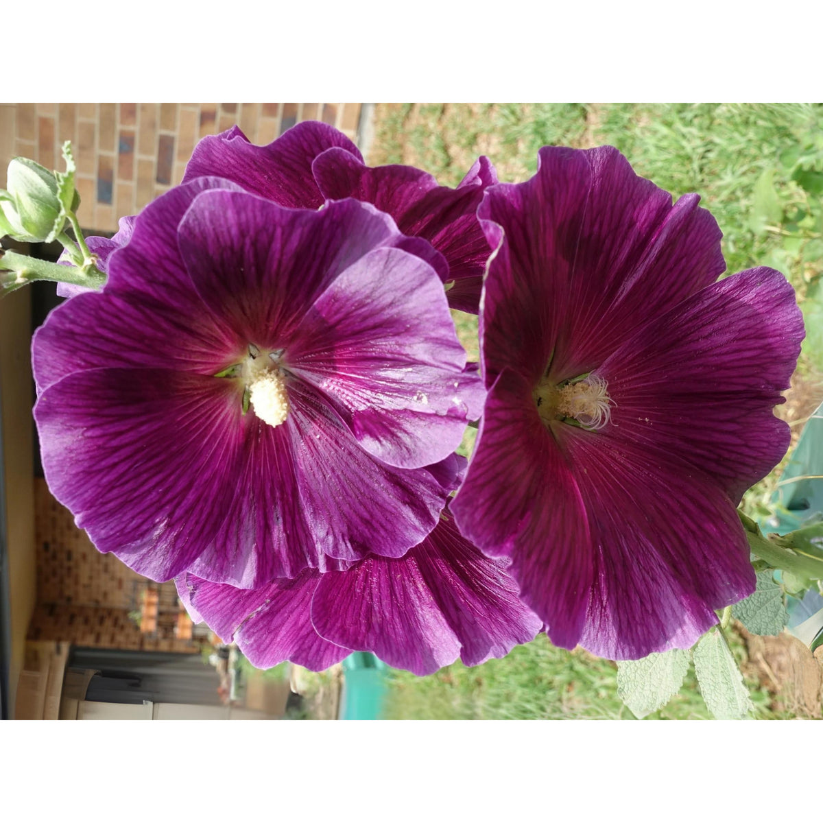 Halo Lavender Hollyhock Seeds - Alcea Rosea Seeds, 20 seeds