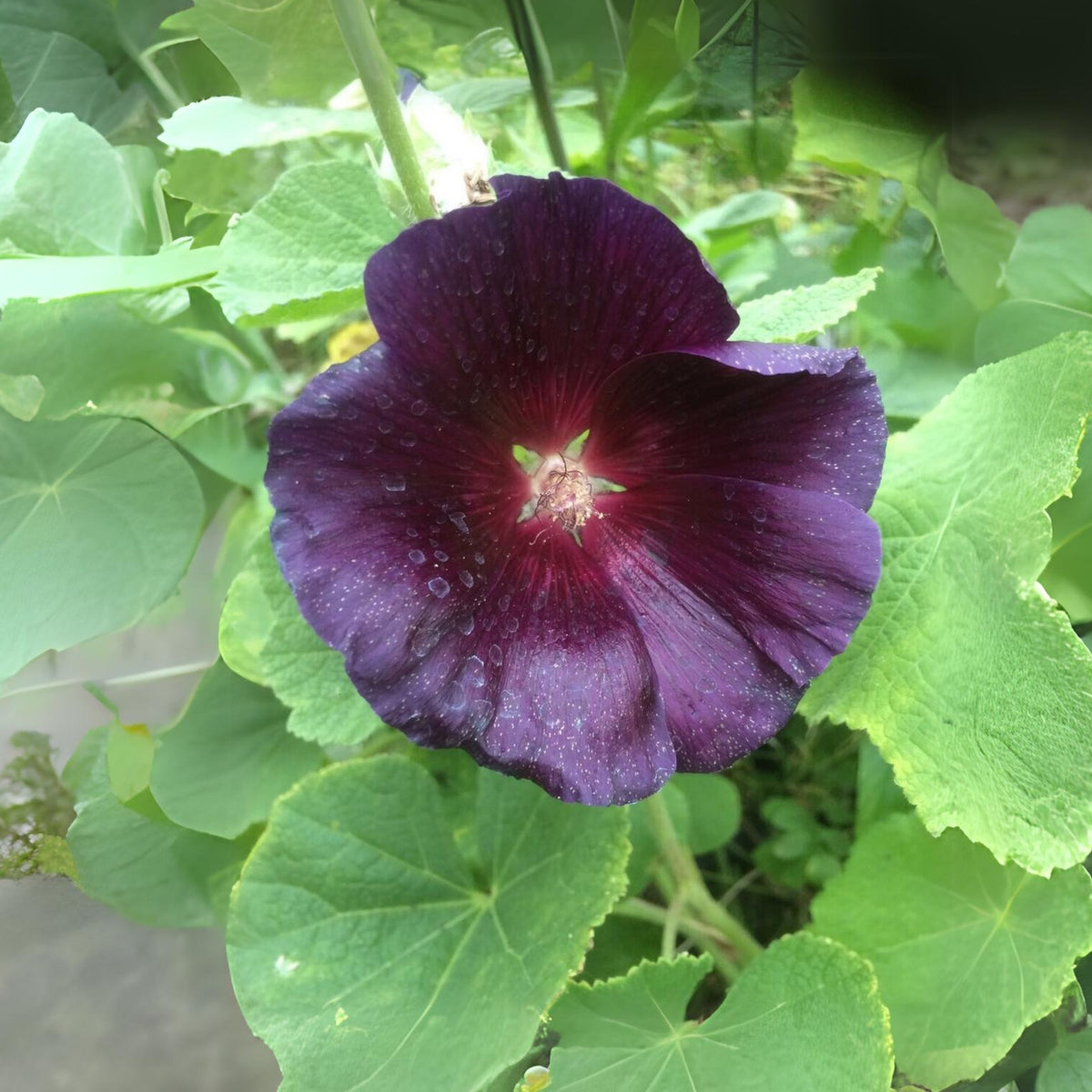 Halo Lavender Hollyhock Seeds - Alcea Rosea Seeds, 20 seeds