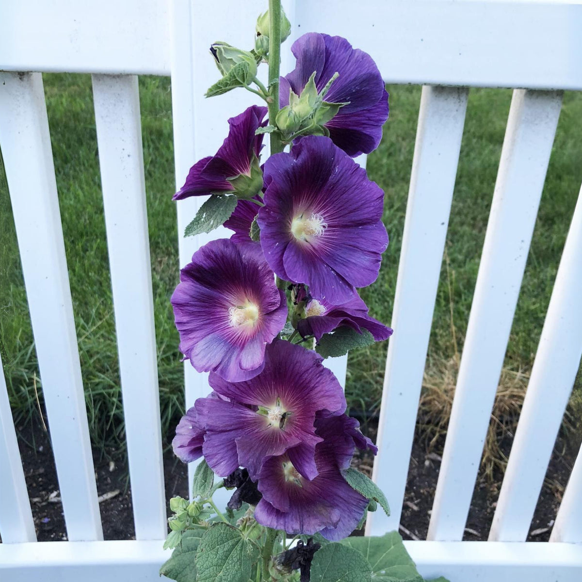 Halo Lavender Hollyhock Seeds - Alcea Rosea Seeds, 20 seeds