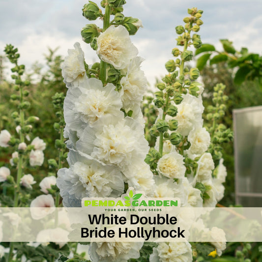 White the Bride Hollyhock Seeds - Alcea Rosea Seeds, 20 seeds