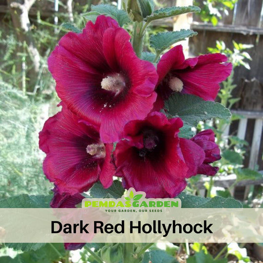 Dark Red Hollyhock Seeds - Alcea Rosea Seeds, 20 seeds