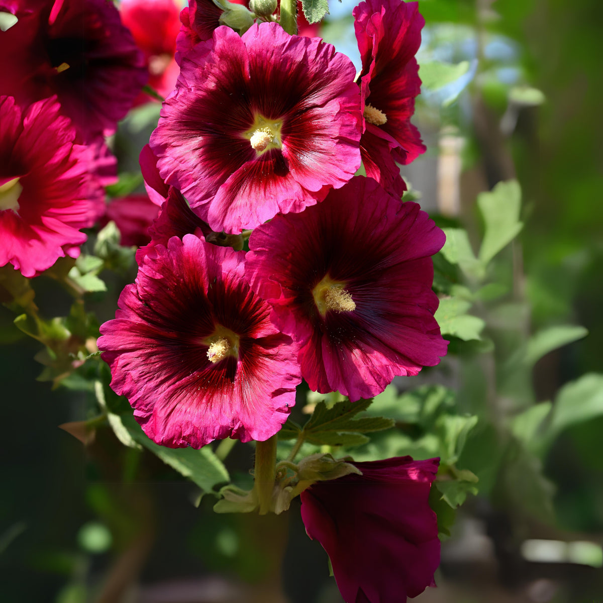 Dark Red Hollyhock Seeds - Alcea Rosea Seeds, 20 seeds