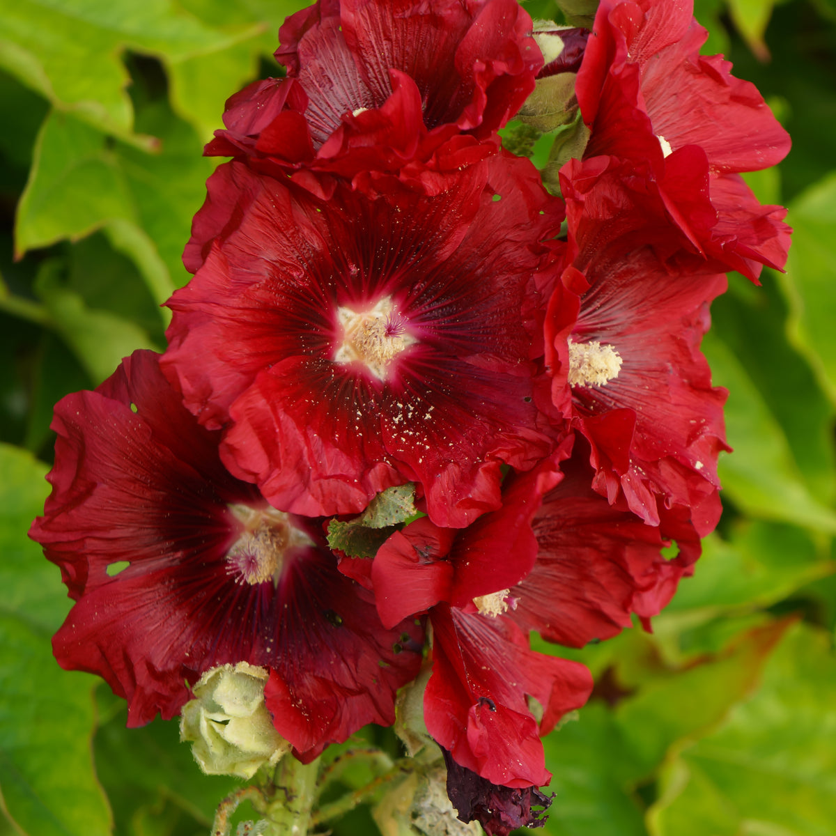 Dark Red Hollyhock Seeds - Alcea Rosea Seeds, 20 seeds