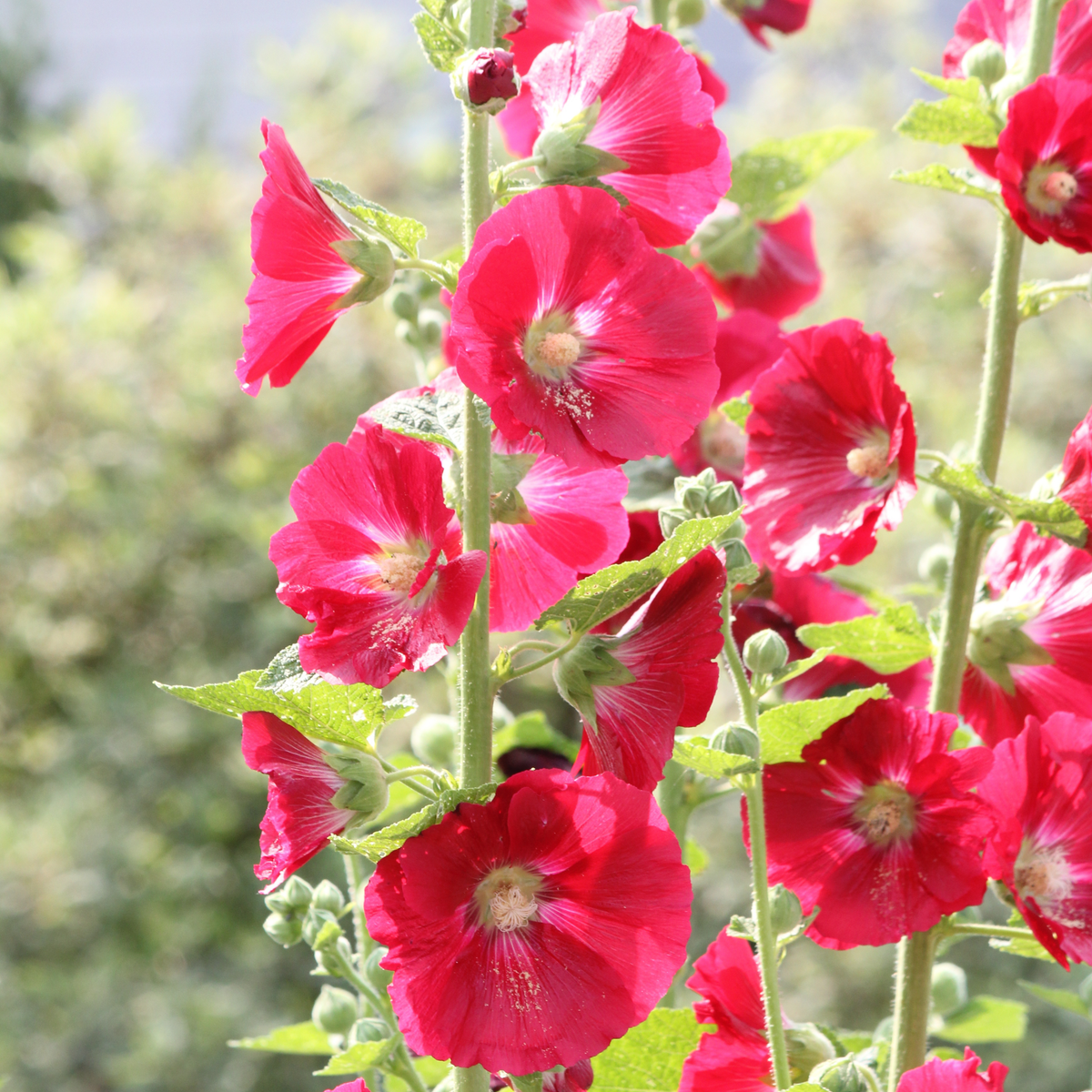 Mars Magic Light Red Hollyhock Seeds - Alcea Rosea Seeds, 20 seeds