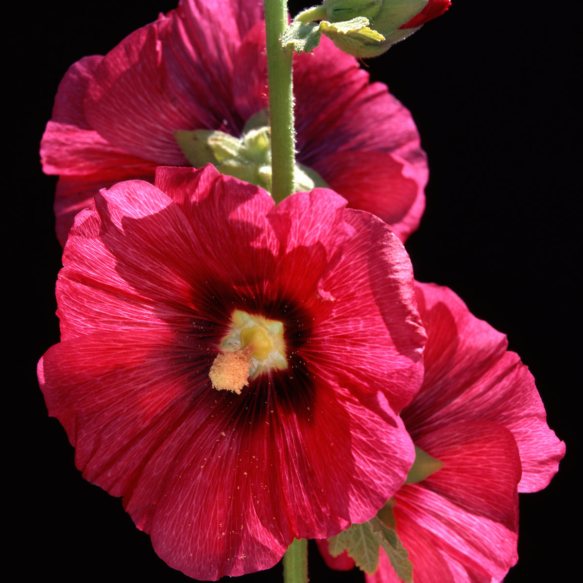 Dark Red Hollyhock Seeds - Alcea Rosea Seeds, 20 seeds