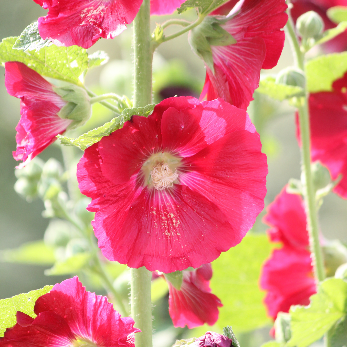 Mars Magic Light Red Hollyhock Seeds - Alcea Rosea Seeds, 20 seeds