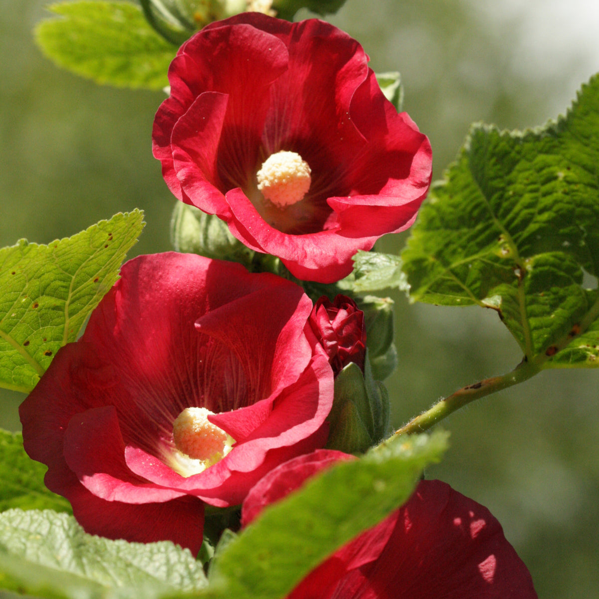 Dark Red Hollyhock Seeds - Alcea Rosea Seeds, 20 seeds