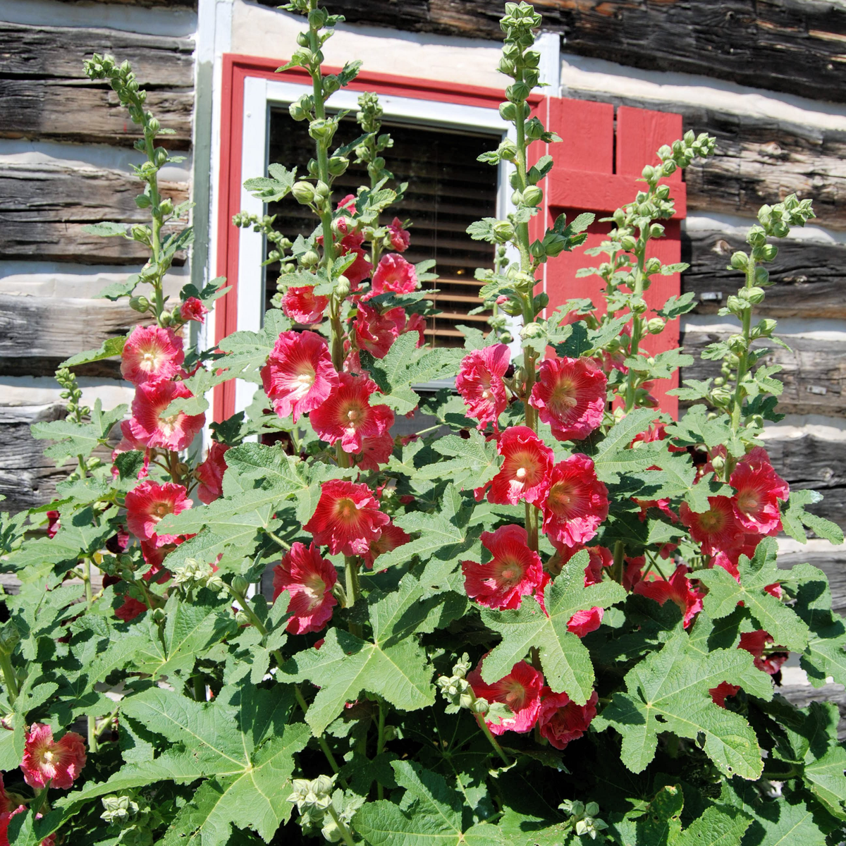 Mars Magic Light Red Hollyhock Seeds - Alcea Rosea Seeds, 20 seeds