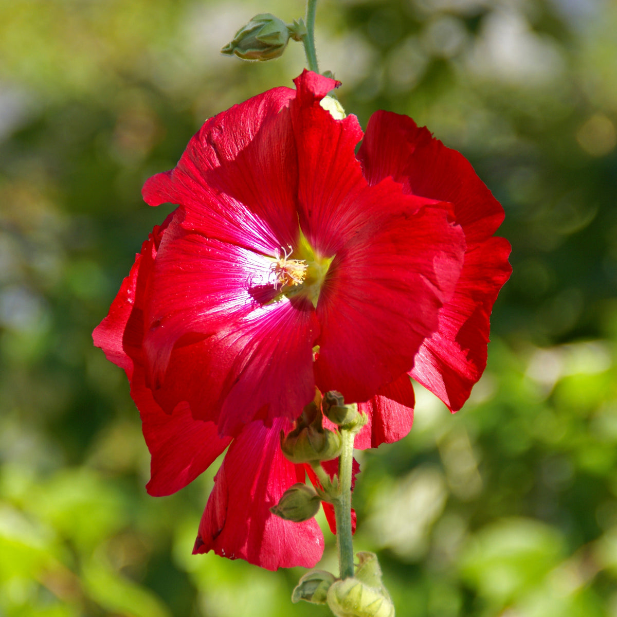 Dark Red Hollyhock Seeds - Alcea Rosea Seeds, 20 seeds