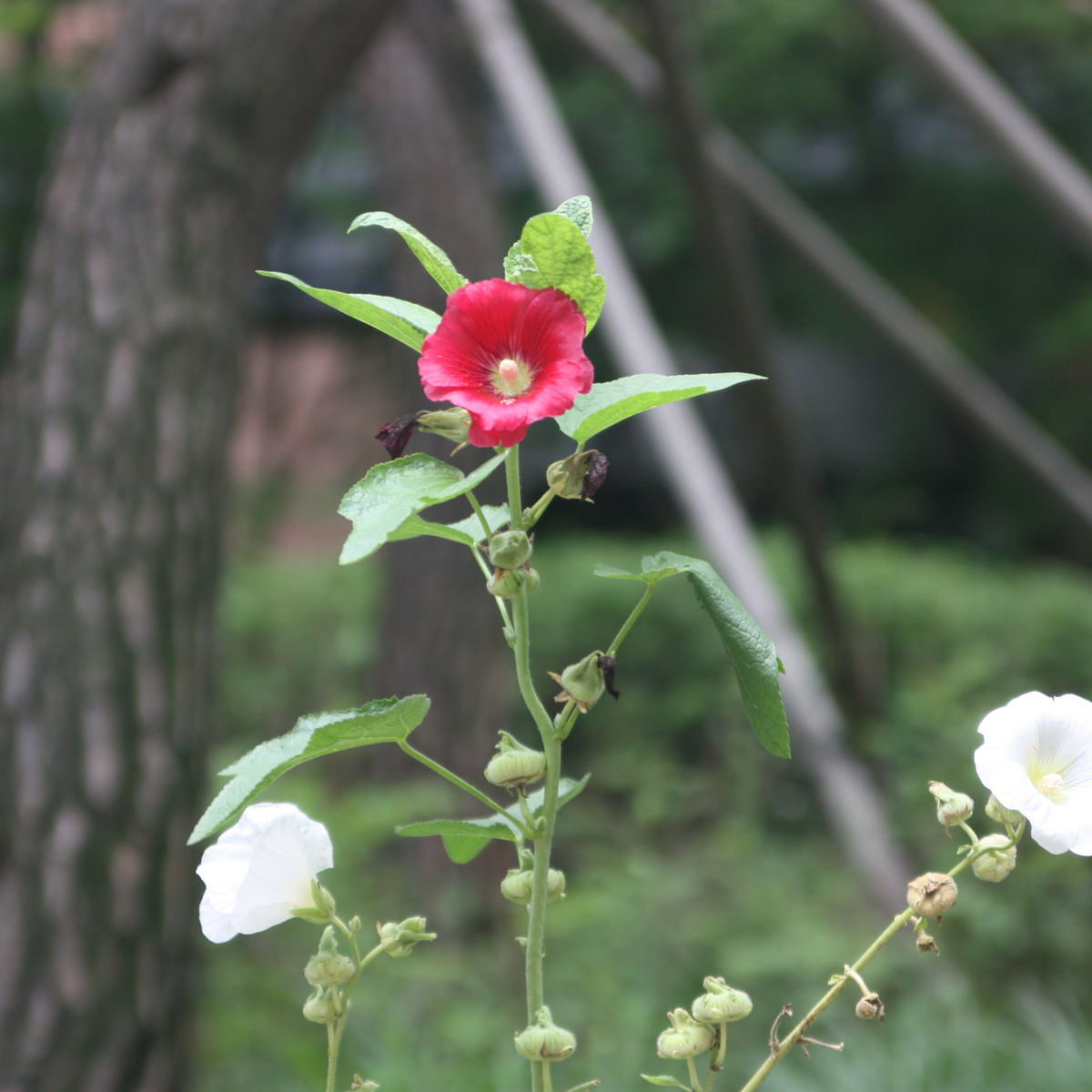 Mars Magic Light Red Hollyhock Seeds - Alcea Rosea Seeds, 20 seeds