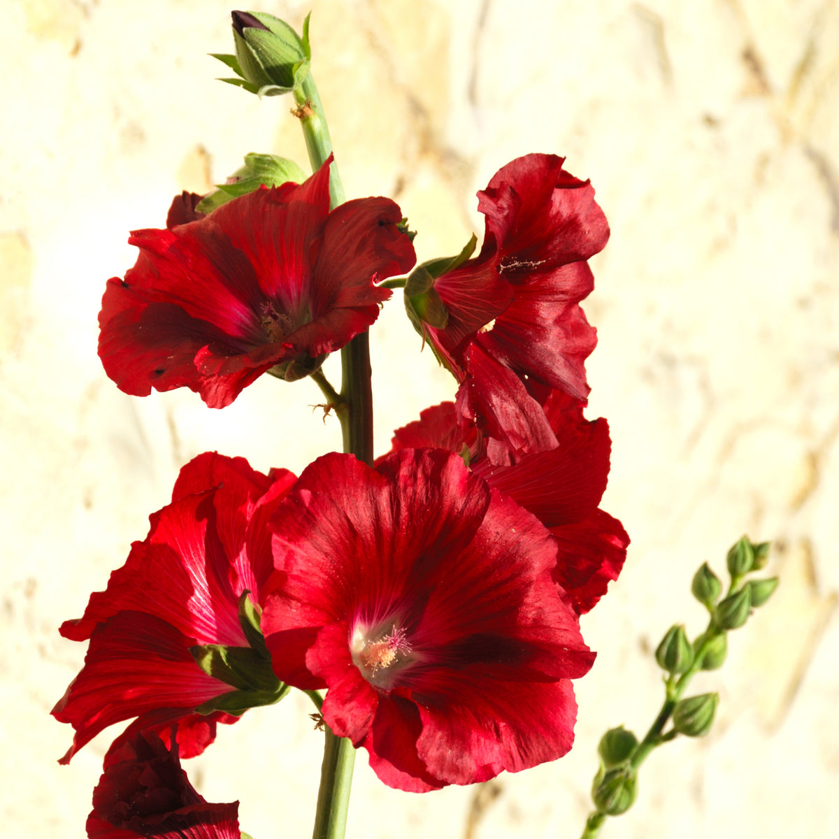 Dark Red Hollyhock Seeds - Alcea Rosea Seeds, 20 seeds