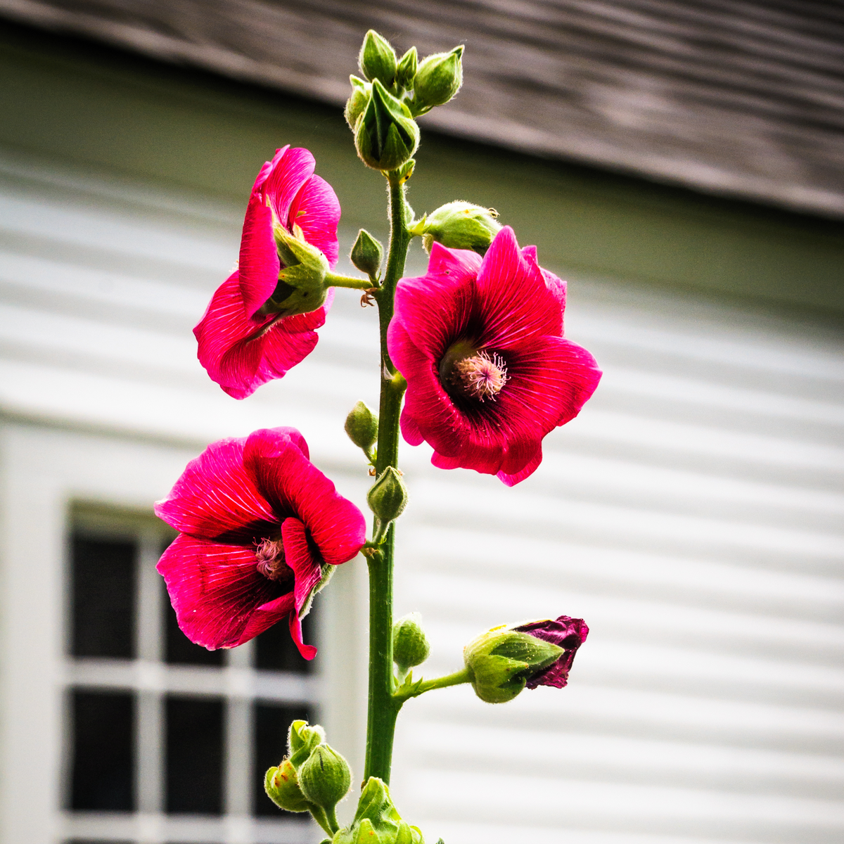 Mars Magic Light Red Hollyhock Seeds - Alcea Rosea Seeds, 20 seeds