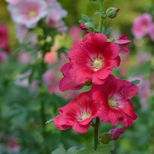 Mars Magic Light Red Hollyhock Seeds - Alcea Rosea Seeds, 20 seeds