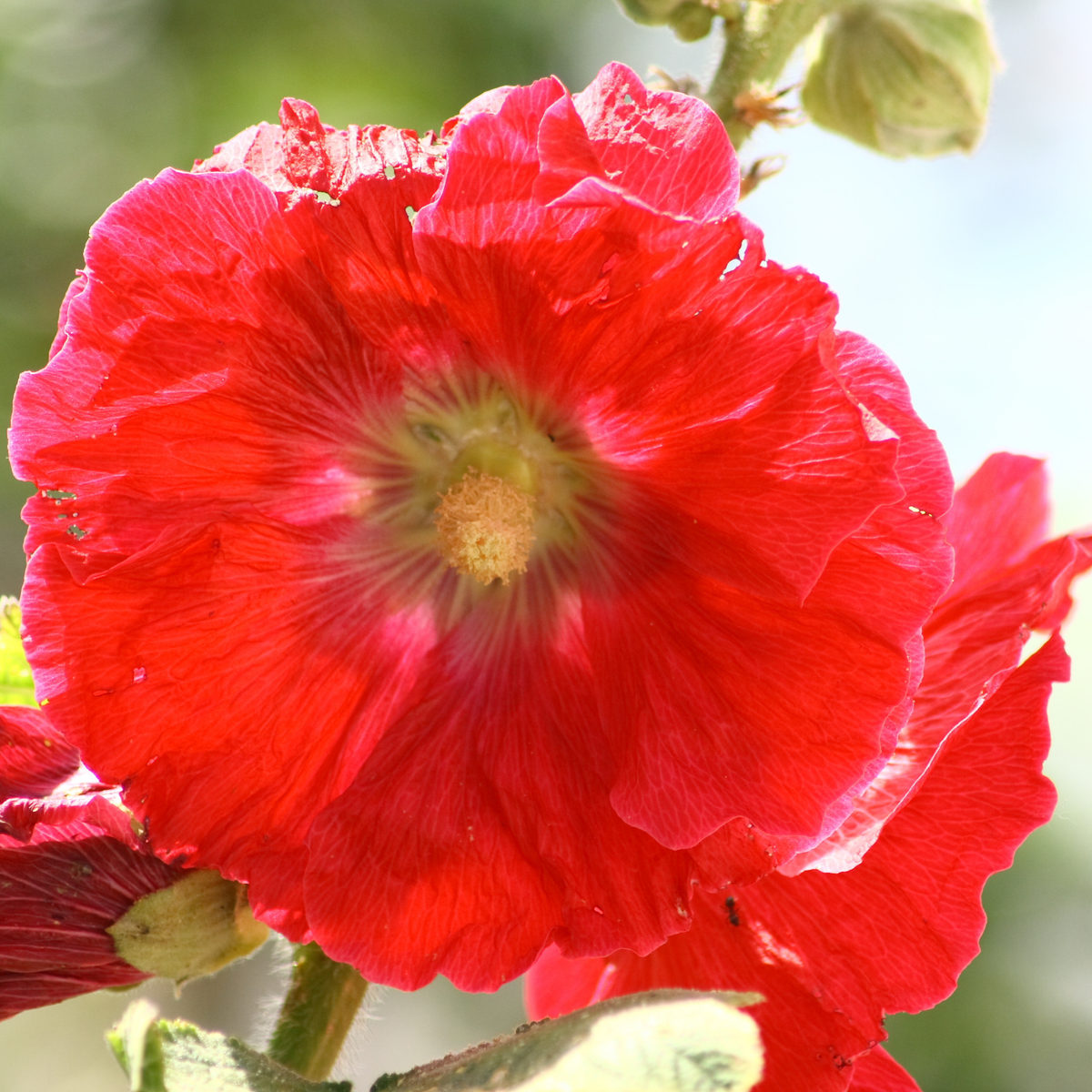 Mars Magic Light Red Hollyhock Seeds - Alcea Rosea Seeds, 20 seeds