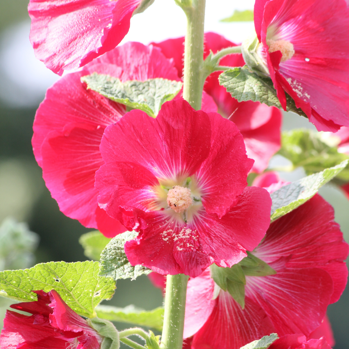 Mars Magic Light Red Hollyhock Seeds - Alcea Rosea Seeds, 20 seeds