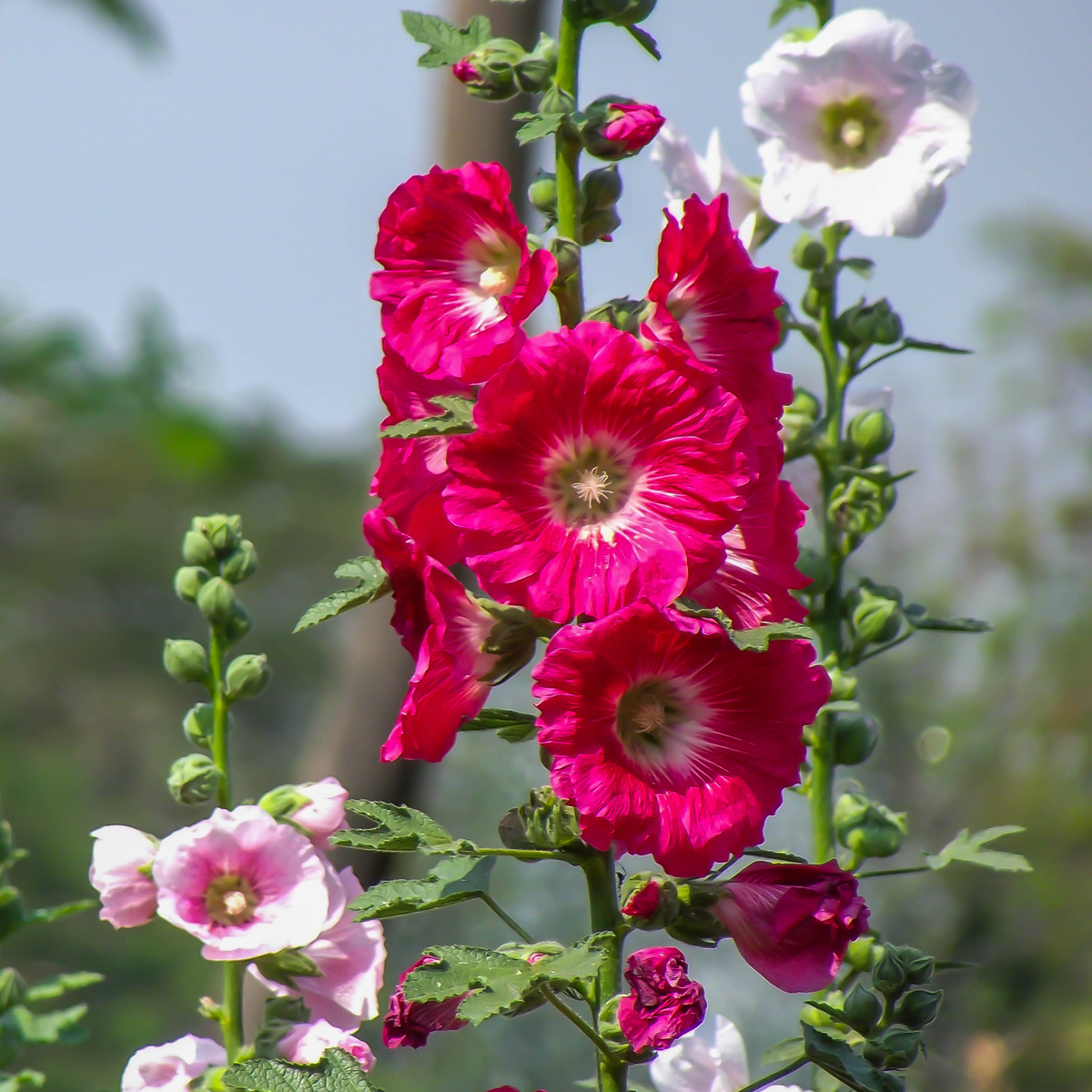 Mars Magic Light Red Hollyhock Seeds - Alcea Rosea Seeds, 20 seeds