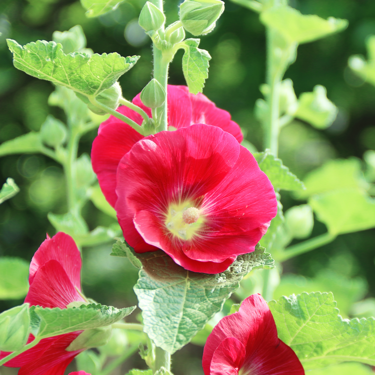 Mars Magic Light Red Hollyhock Seeds - Alcea Rosea Seeds, 20 seeds