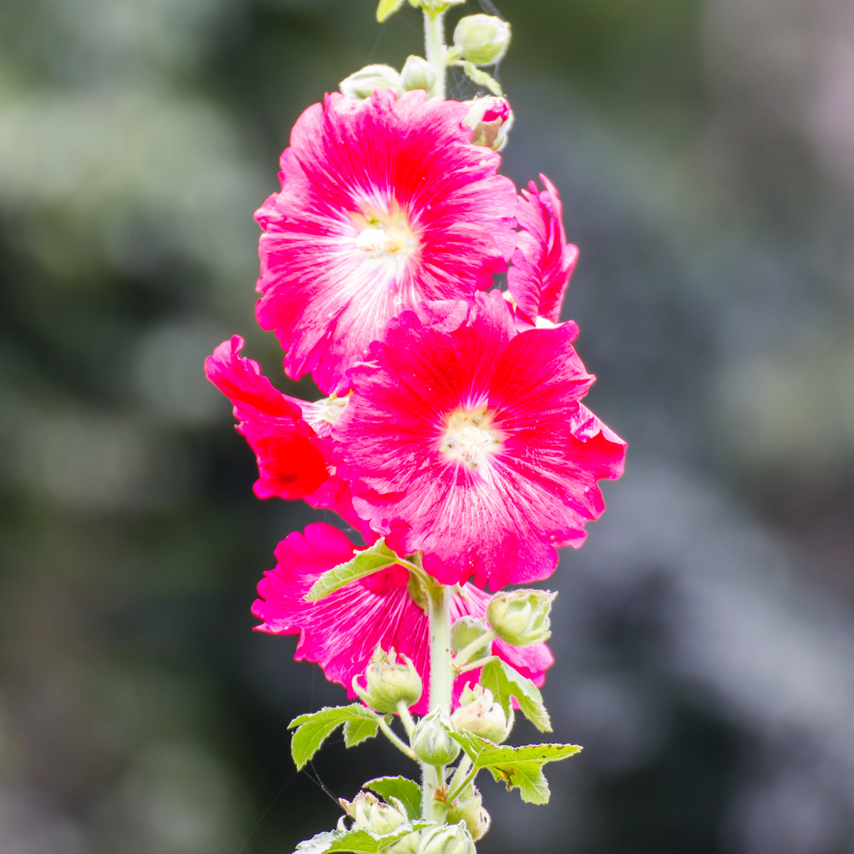 Mars Magic Light Red Hollyhock Seeds - Alcea Rosea Seeds, 20 seeds
