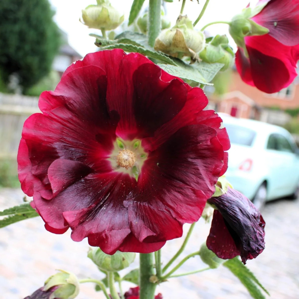 Dark Red Hollyhock Seeds - Alcea Rosea Seeds, 20 seeds