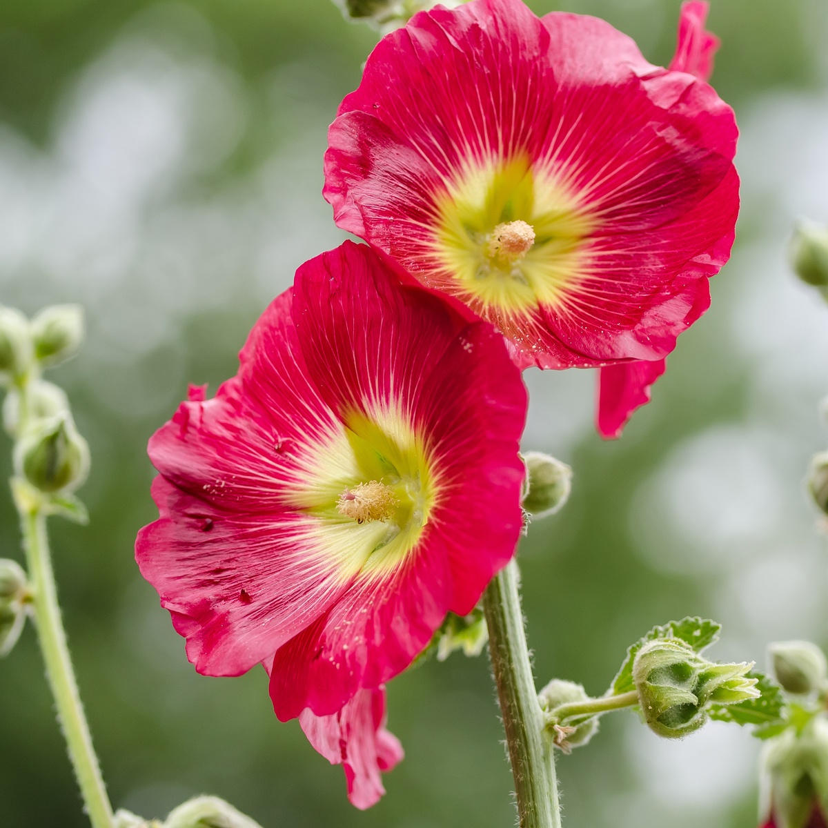 Mars Magic Light Red Hollyhock Seeds - Alcea Rosea Seeds, 20 seeds