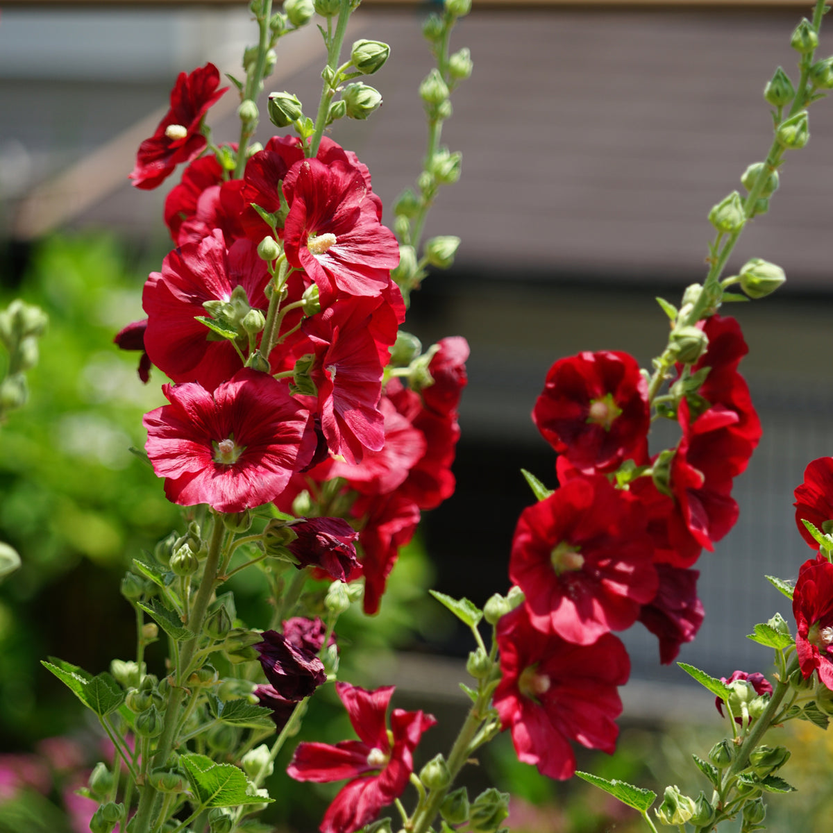 Dark Red Hollyhock Seeds - Alcea Rosea Seeds, 20 seeds
